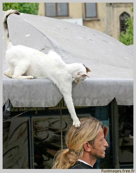 funimages image photo insolite animal animaux bete chat chien